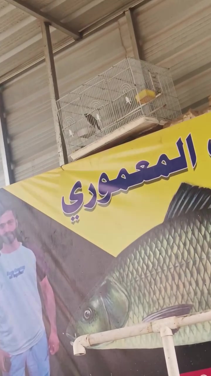 بلابل.  البيع 
جان أليف بس متروك 

ابيعه طور  تغريده مفول ميسكت 

بدون قفص ينباع 
***********
سعره مناسب
