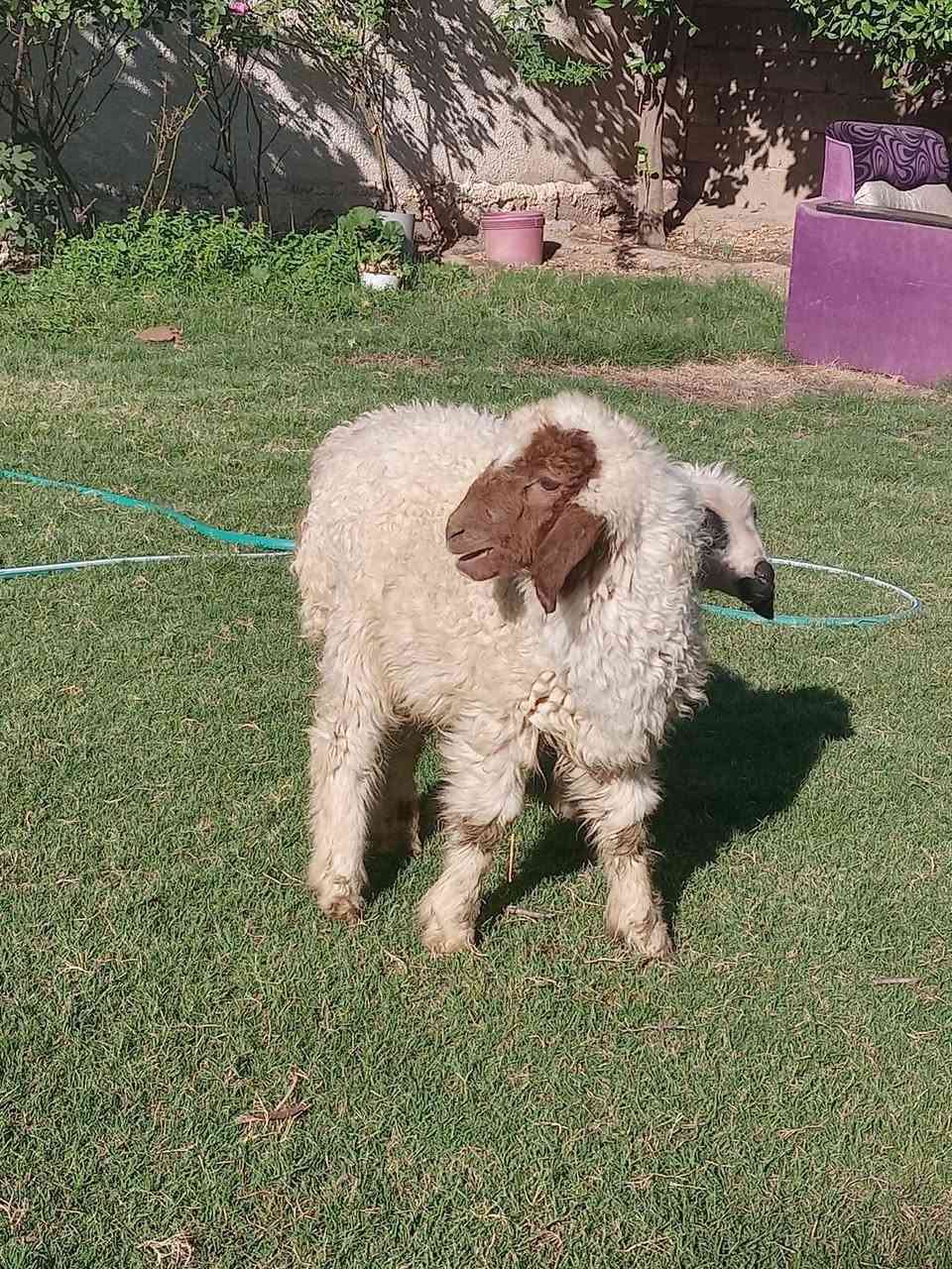 فطيمه،نصاحه فول سعر 180 الف
♦️العنوان تاجي منشاة نصر عمشة
♦️اتصال ***********/واتساب ***********
