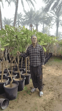 بِسْــــــــــــــــــمِ اللهِ الرَحْمَنِ الرَحِيْمِ
الهم صلي على محمد وال محمد

تم توفير اشجار كبيره سندانه حجم 40

📍موقع المشتل📍 بغداد الكريعات مجاور جامع ابو تراب

البيع جمله فقط..

للاستفسار ومعرفه الاسعار الاتصال على الأرقام 👇🏻👇🏻

***********

***********
