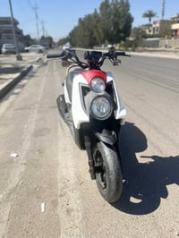 سكنس جبلي • مكفوله • اوراقه