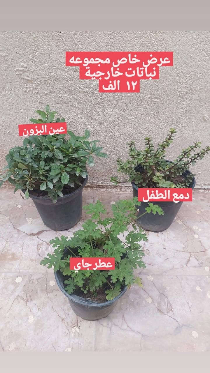 نباتات طبيعيه للبيع دائميات يوجد توصيل كل المحافظات


**إذا كنت صاحب هذا الإعلان وتريد حذفه لأي سبب، رجاءا أرسل رسالة إلى الدعم الفني**