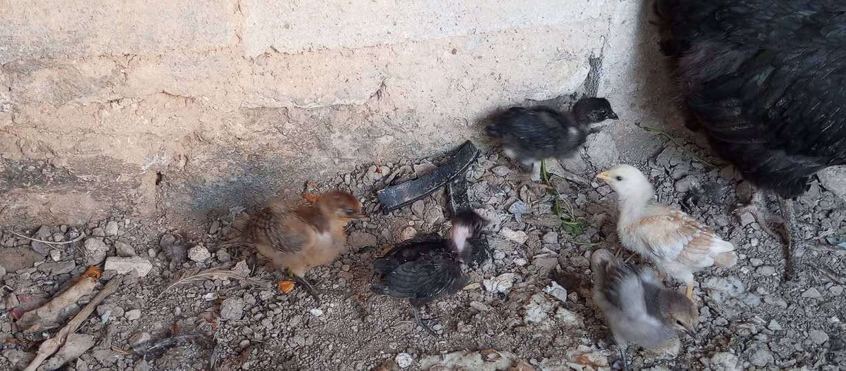 السلام عليكم متاح. 6 وصاويص للبيع


**إذا كنت صاحب هذا الإعلان وتريد حذفه لأي سبب، رجاءا أرسل رسالة إلى الدعم الفني**