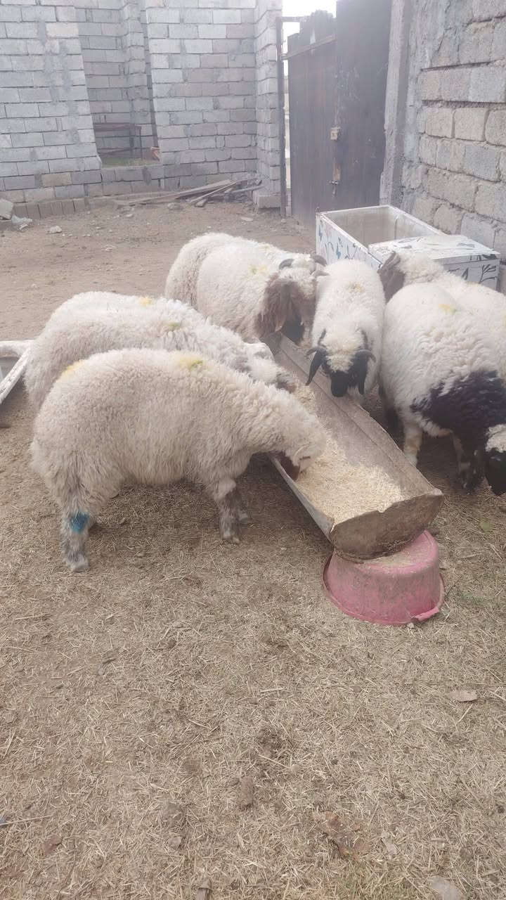 اللهم صلي على محمد وال محمد 
#يوجد_طليان_مال_ذبح_و_ربط ناصحات شرط النصاحه علئ كل عيب مابيهن العدد 8 كصه واحده وزن الطلي 20 كيلو  المكان صلاح الدين بيجي رقم الهاتف *********** + ***********
