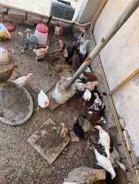 طيور عرب • ديوجة ٣ • ناصريه