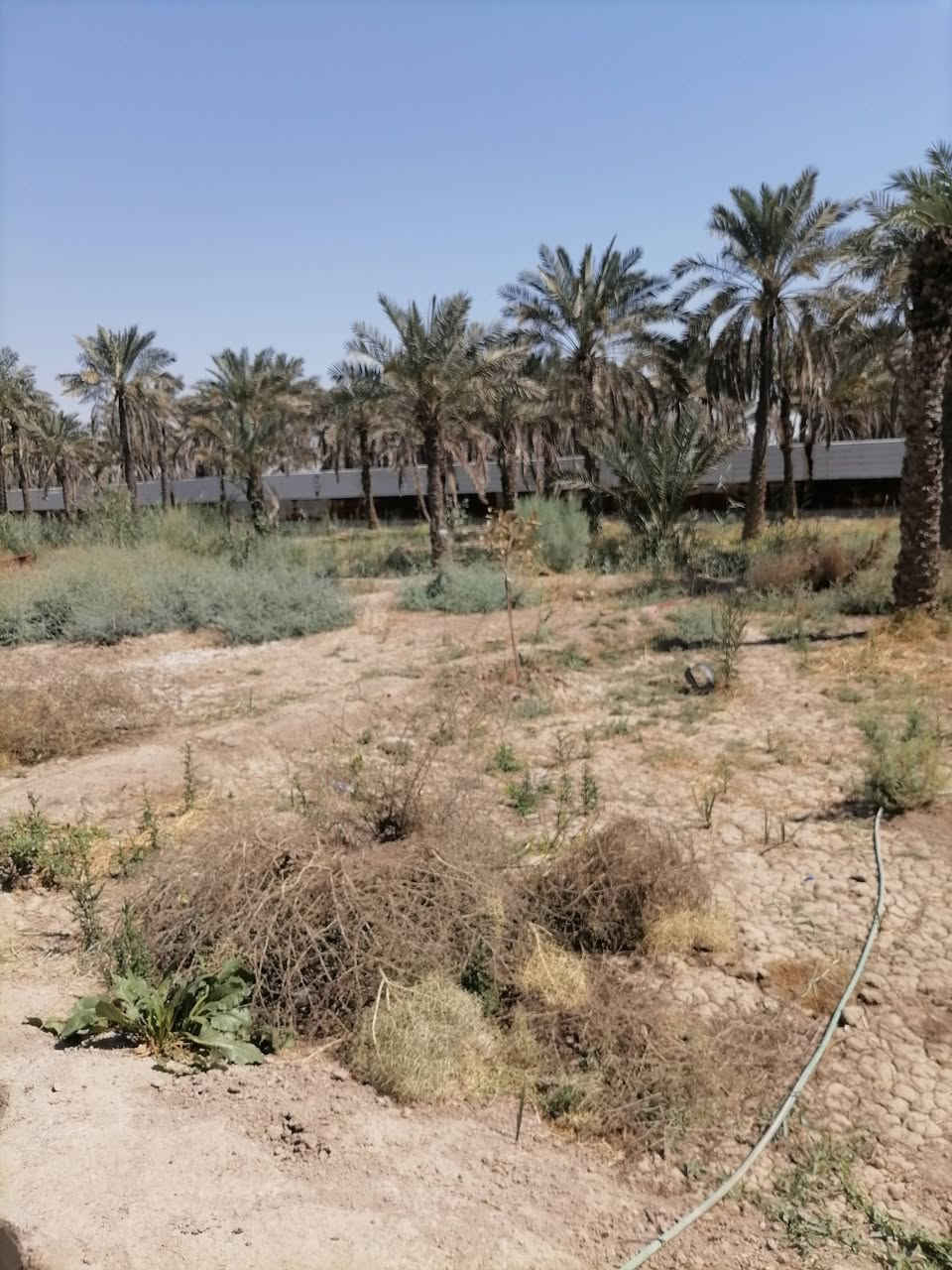 دونم طابوزراعي وطابو عراقي للبيع ادونم مزروع برحي وشجار وبي حوض ماي حلو وعلى شط مباشر كافت الخدمات للاستفسار الاتصال على الرقم *********** مكان كلش حلو ومرتب ابوالخصيب طريق ابوكوصرا يم سنتر طه وسعر على الخاص جدن مناسب
