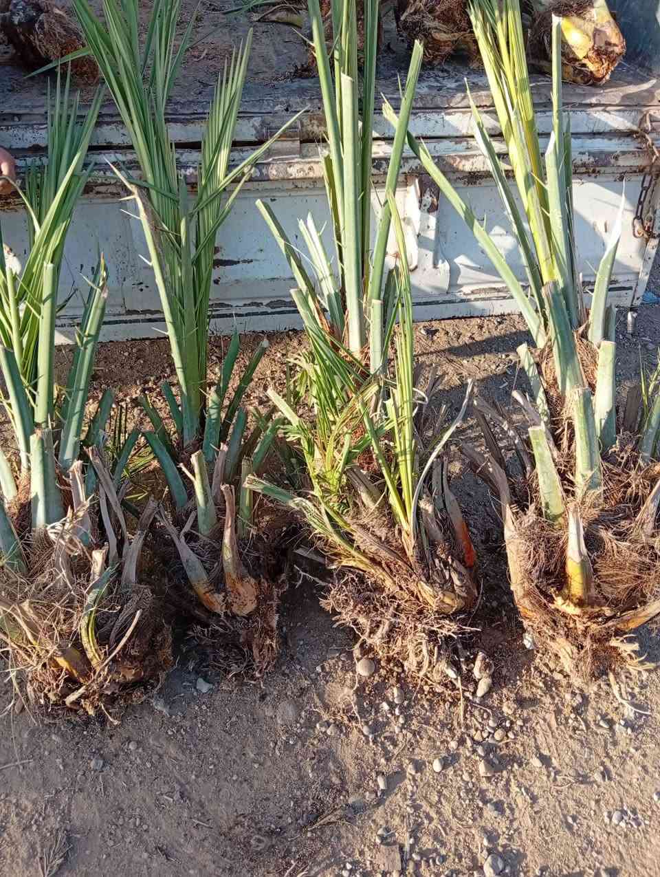 السلام عليكم يوجد فسائل اصطه عمران للبيع سعر الفسيله 30الف الاستفسار ع الرقم التالي ***********
