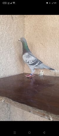 متاح تك طيره جينيه رابطته 2025 طيره خشنه ومرتبه واضحه بل تصوير مكاني ب...