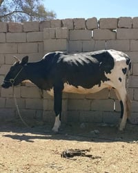 فريزيات • عدد ٢ • بابل