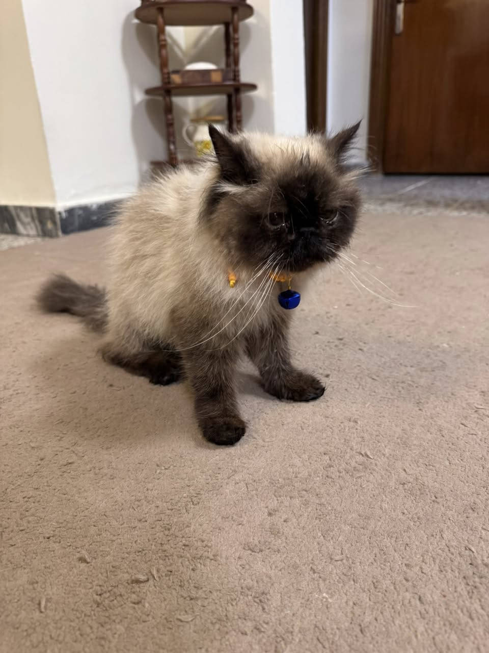 للتبني نثيه عمرها اقل السنه 
ملقحه متعلمه على اللتر بوكس واليفه جدا ولعوبه 

فقط الي كد المسؤليه يراسلني 
العنوان بغداد


**إذا كنت صاحب هذا الإعلان وتريد حذفه لأي سبب، رجاءا أرسل رسالة إلى الدعم الفني**