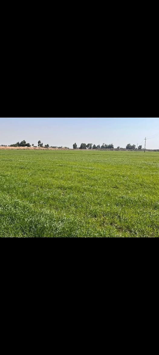 شروه لبيع مساحه 80 دونم طريق سيد احمد يم سيطره العتول عرب شنان ماي موجود 
الاستفسار ***********
