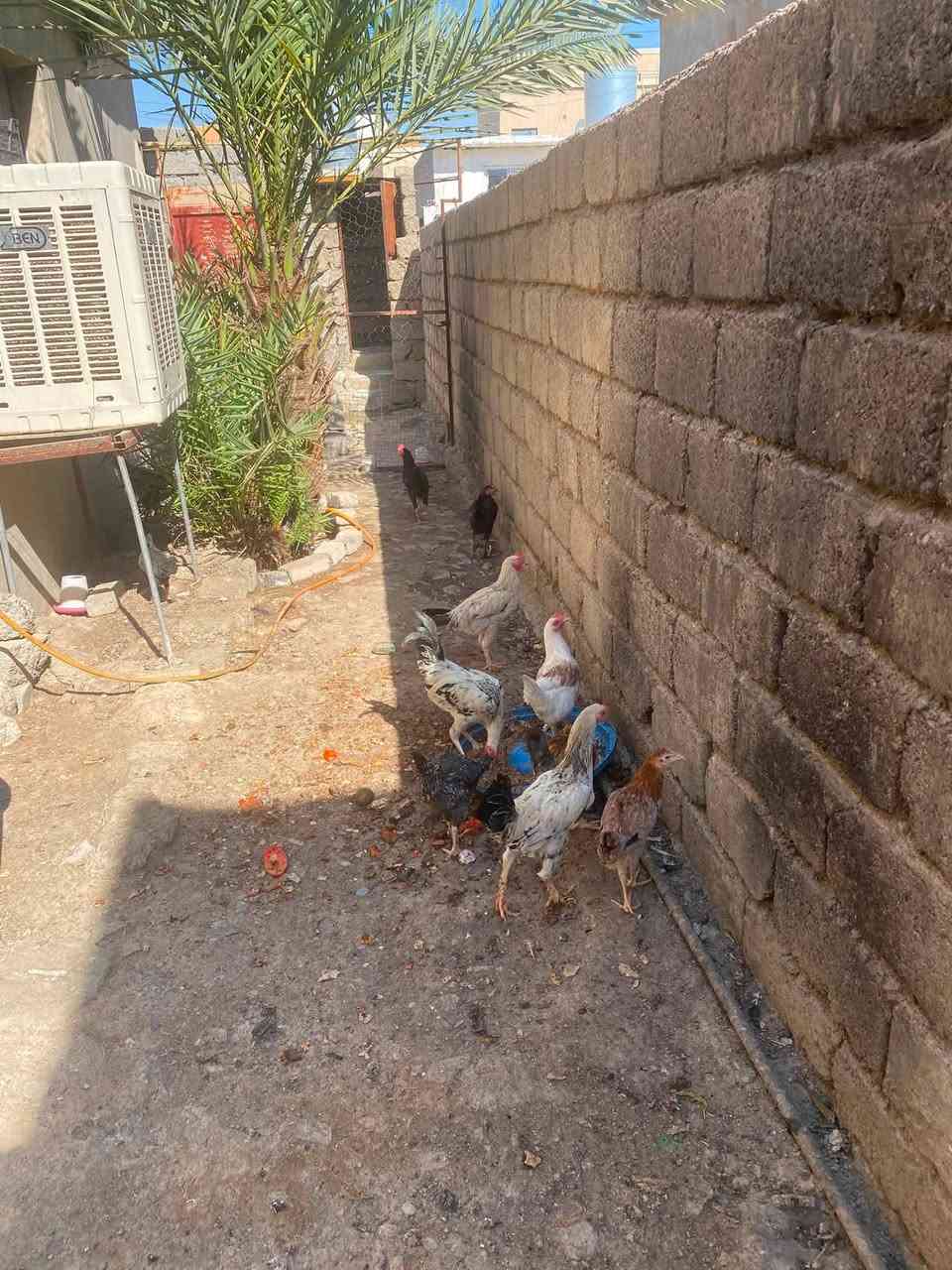 خمس اديوكه. عرب لبيع 
مرتبات ونضيفات مال بيت الديج عله ١٥ 
وديج الجبير  ٢٠
رقمي ***********
