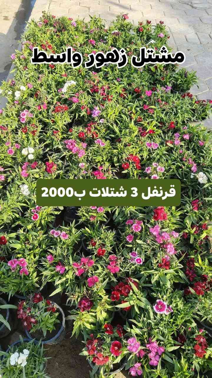 كل ٣ شتلات ب 5000 واكو ب3 ب2000
الشتلات كلهن دائمي صيف وشتاء وتكدر تختار من كل نوع وحده عادي  

يفتح المشتل طيله ايام الاسبوع من الساعه 8:00 صباحا والى الساعه 10:00 ليلآ
#مشتل_زهور_واسط العنوان كوت فلكه الحاوي شارع مجمع دمشق الطبي مقابل ابتدائية الكوت للتعليم الأساسي #يوجد_توصيل_داخل_الكوت
*********** لطلب والاستفسار واتساب  او مراسله الصفحه الشخصيه بلال الواسطي🌹😊
