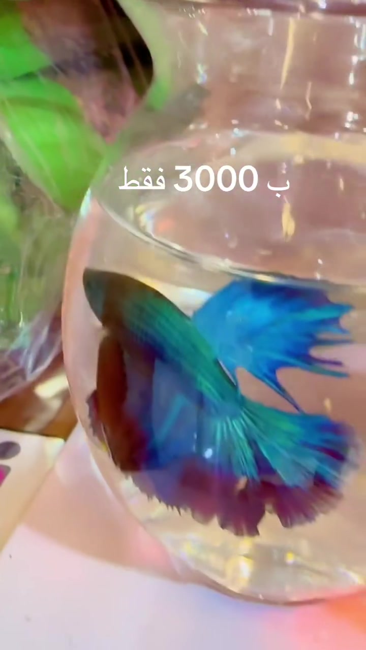 عرض خاص فايتر ب 3000 فقط ⭕️⭕️
العنوان حلة شارع الكرامة مقابل اسواق المستقبل ***********
