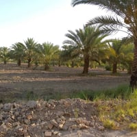 دونم • طابو سند ٢٥ • واجهة ٣٠م