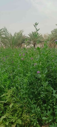 البراكيه • ٢٣٠م • طابو زراعي