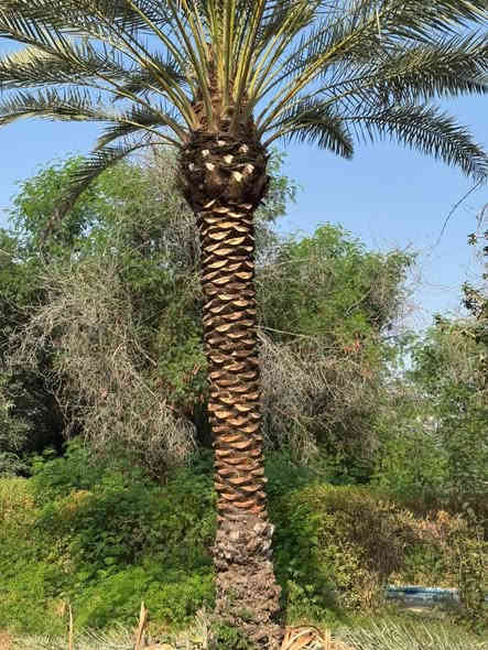 السلام عليكم مستعدون التكريب النخيل وقص التمر وقطع الشجار والنخيل التوصل واتساب او تصال***********
