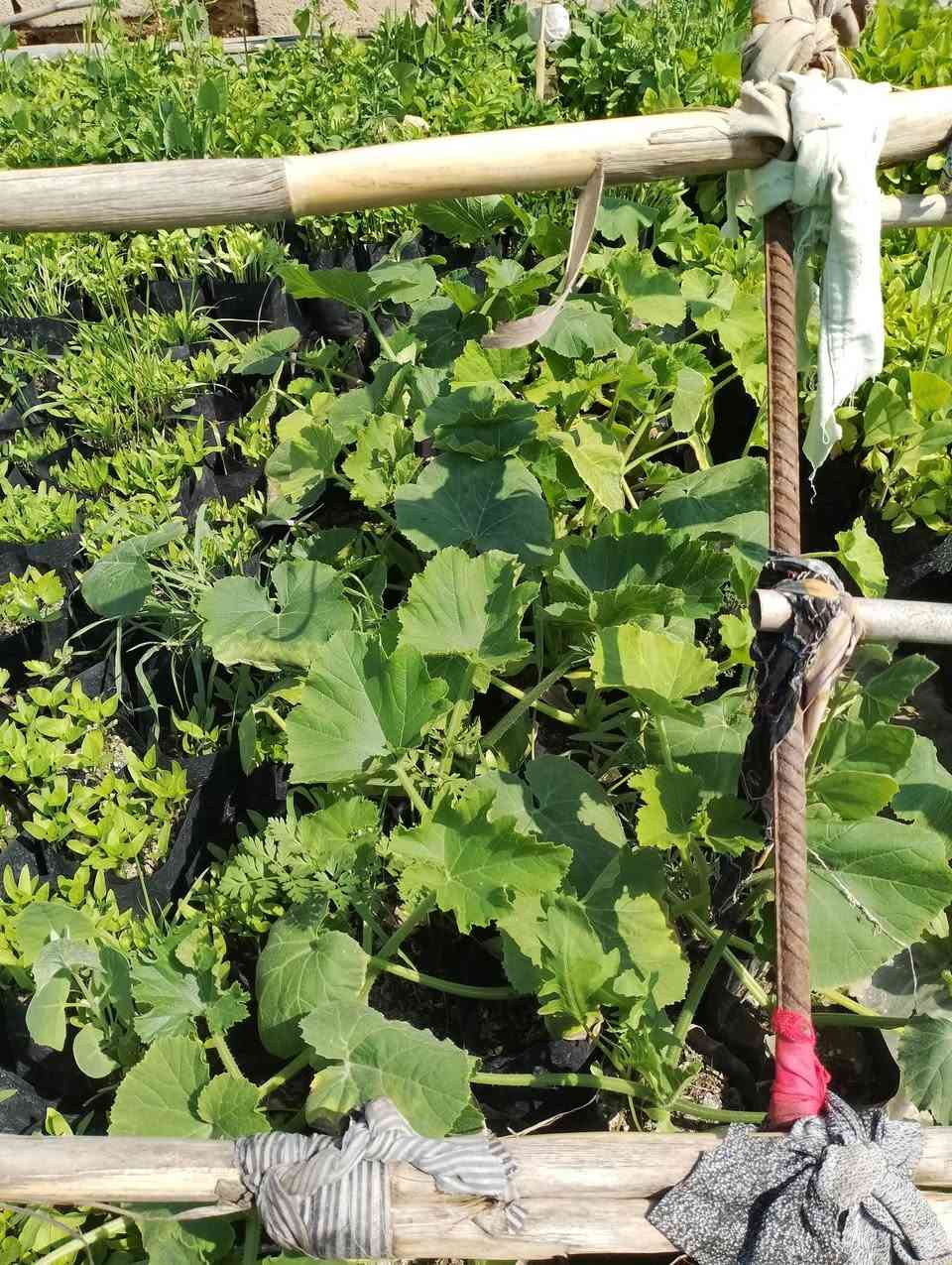 السلام عليكم ورحمه الله وبركاته
يوجد شتل 
1-باذنجان اخضر وباذنجان اسود 
2-فلفل حلو كبار و فلفل حار كرون 
3-طماطه 
4-شجر 
للراغبين بالشراء غدا صباحا
للاتصال 
زين ***********
اسيا ***********
السعر 2000 الكيس الواحد
