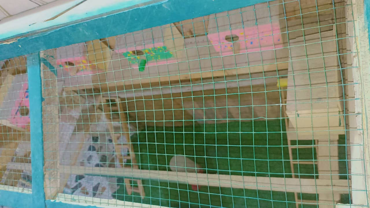 السلام عليكم ورحمة الله وبركاته قفص طيور للبيع جديد رايدي 75 وبي مجال الاستفسار على رقم واتساب ***********📲
