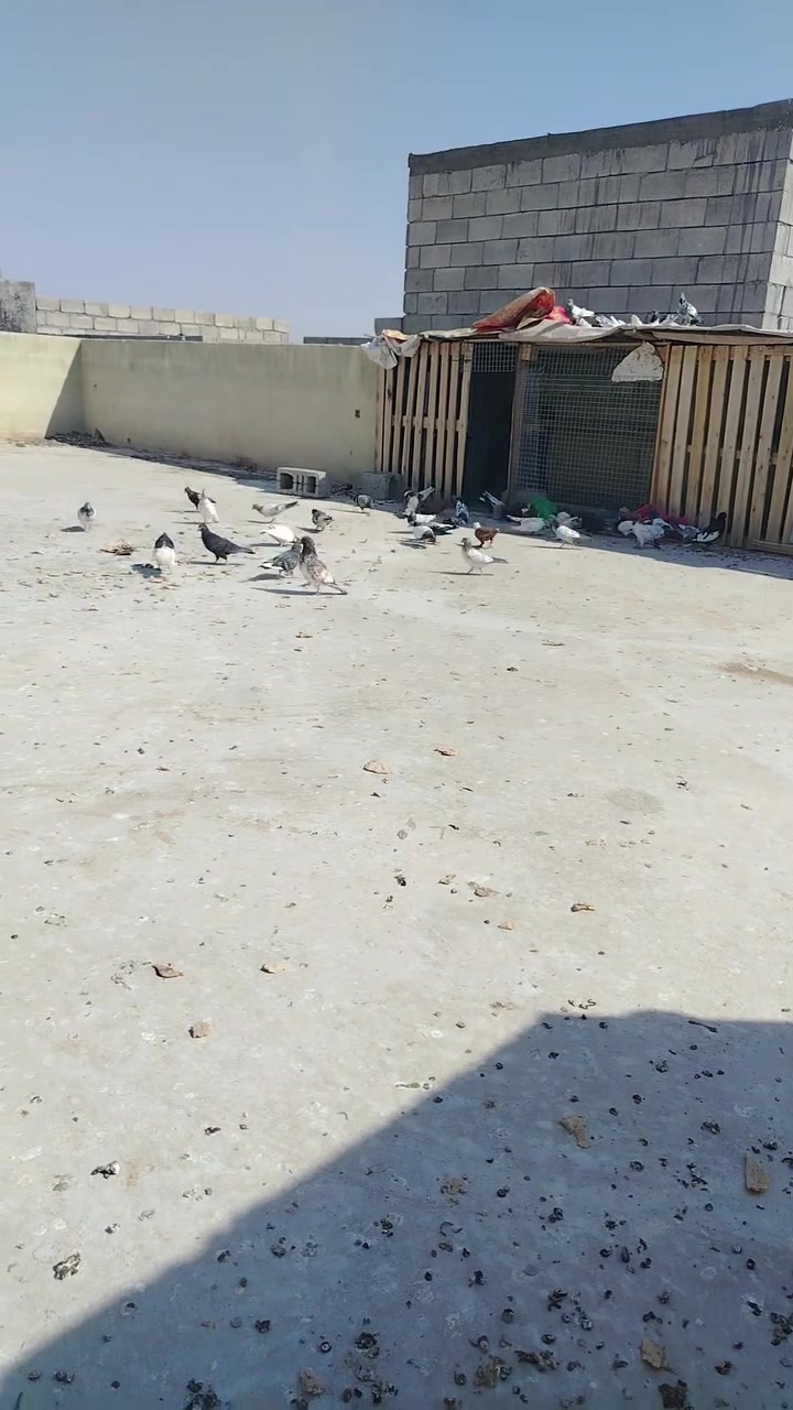 سلام عليكم تور للبيع كله ازواج وشرط المطيار والانتاج الكبار تقريبا 20زوج او اكثر والمخاليف 25تك او اقل وكلها شرط مكانها تكريت الديوم وهذا الرقم ***********
