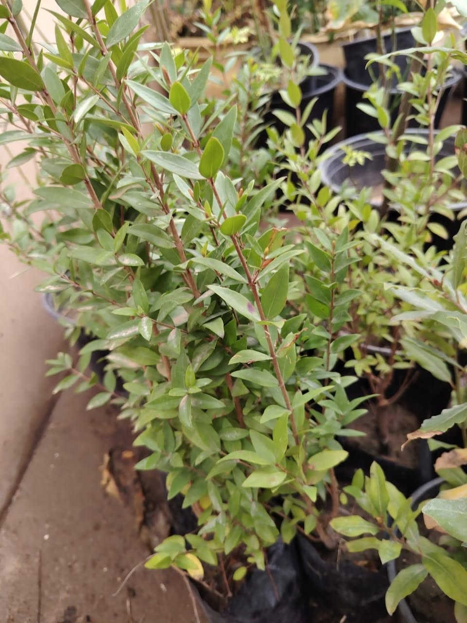 متوفر للبيع  ياس عراقي السعر 2000🌿🌿🌿🌿🌿العنوان الانبار راوه الجديده آخر شارع بيت علي حماد محمد  قرب جامع محمد الفاتح وعدنا توصيل راوه عانه القائم حديثه الرمادي الفلوجه هيت بغداد العامريه وحي الجامعه واليرموك والمنصور التوصيل حسب المكان واليجي يختار حيا الله


**إذا كنت صاحب هذا الإعلان وتريد حذفه لأي سبب، رجاءا أرسل رسالة إلى الدعم الفني**