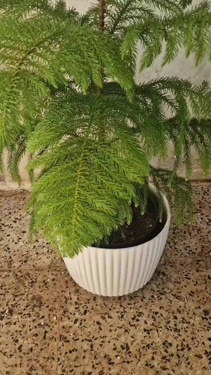 شجرة الميلاد متوفره


**إذا كنت صاحب هذا الإعلان وتريد حذفه لأي سبب، رجاءا أرسل رسالة إلى الدعم الفني**