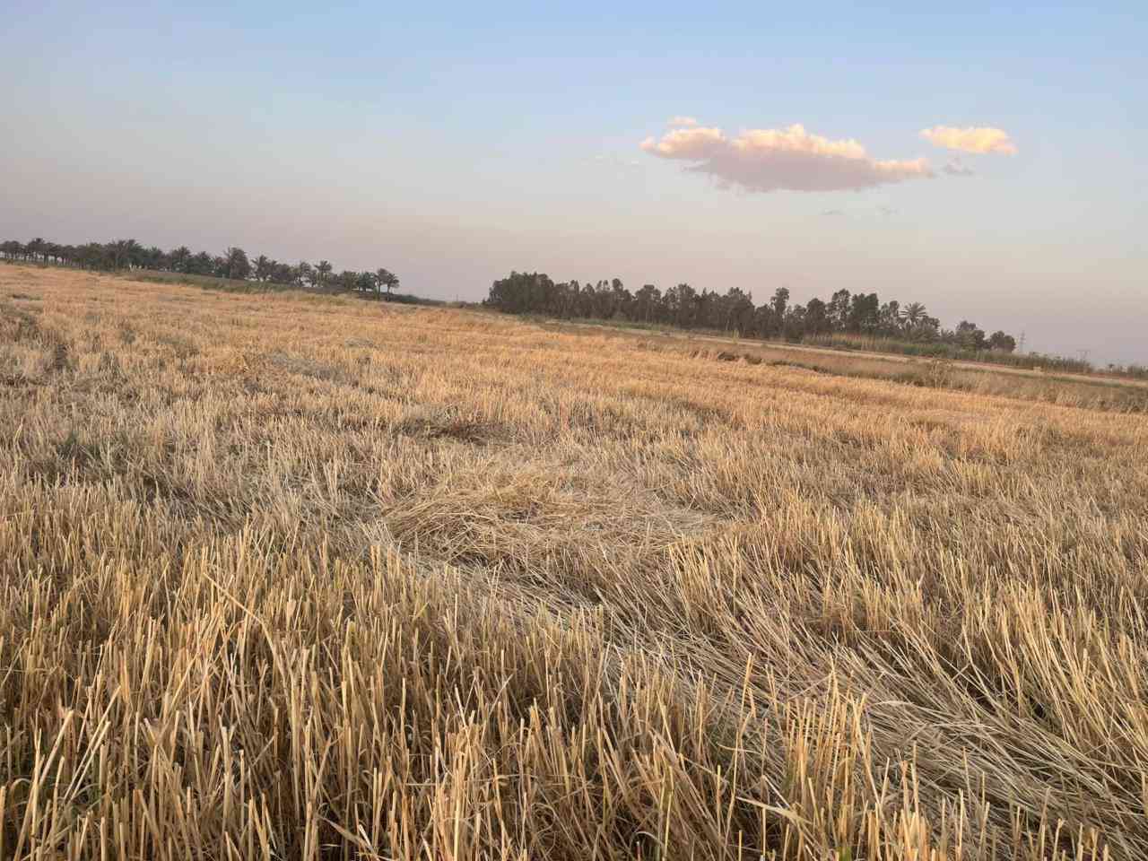 📢 عرض اليوم المميز 📢

قطعة أرض للبيع للبيع 🌿🏡

📍 الموقع: الرمادي - ناحية اليرموك
مقابيل مدرسة الخوارزمي الأهلية

📐 المساحة: ٦ دونم
📄 الجنس: طابو زراعي سند ٢٥ تحويل مباشر

✅ الأرض صالحة للزراعة
✅ تصلح للسكن والاستقرار
✅ مناسبة لأي مشروع استثماري
✅ قريبة من جميع الخدمات
✅ منطقة أمانة وهادئة ومريحة للسكن
✅ سهولة البيع، تباع كاملة أو حسب الطلب

إذا تبحث عن الراحة النفسية والأمان ومستقبل مضمون فهذا العرض يفيدك 👍

📞 مكتب العسافي للخدمات العقارية
📍 الرمادي - ناحية اليرموك قرب بناية الناحية الفرع الأول

☎️ *********** واتساب
☎️ *********** واتساب

#العسافي_للخدمات_العقارية
#عقارات
#الرمادي
#الأنبار
#ناحية_اليرموك
#اراضي_للبيع
#ارض_للبيع
#طابو_زراعي
#سند25
#تحويل_مباشر
#استثمار
#اراضي_الرمادي
#عقارات_الأنبار
#مشاريع_استثمارية
#الزراعة
#سكن
#استقرار
#بيع_وشراء
#عروض_عقارية
#مكتب_العسافي
#اليرموك
#اراضي_زراعية
#عقار
#بيت_احلامك
#فرصة_استثمار
#عروض_اليوم
