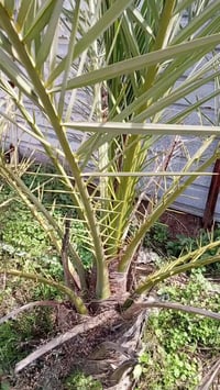 أخوان نص دونم سند 25 ملك شخصي طابو مفروز بي سند مسج بي بير وجميع نواع ...