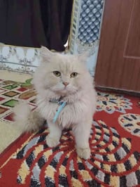 بزونة للبيع مكلف بلنشر فقط صاحب البزونة هاذا رقمة تواصلوا ويا  ‏‪0773 ...