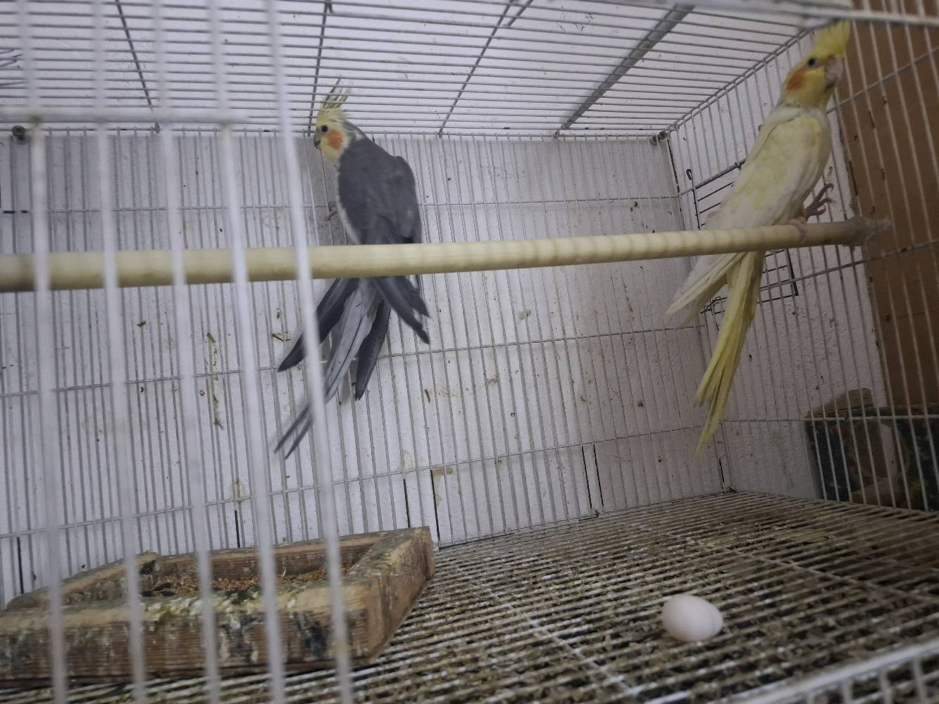 كوكتيل عدد٤ 
٢ نثيه 
و ٢ فحل
 
تبزير عراقي مضمونات 
مع الاقفاص
بغداد الشماعية _ حي الرحمة