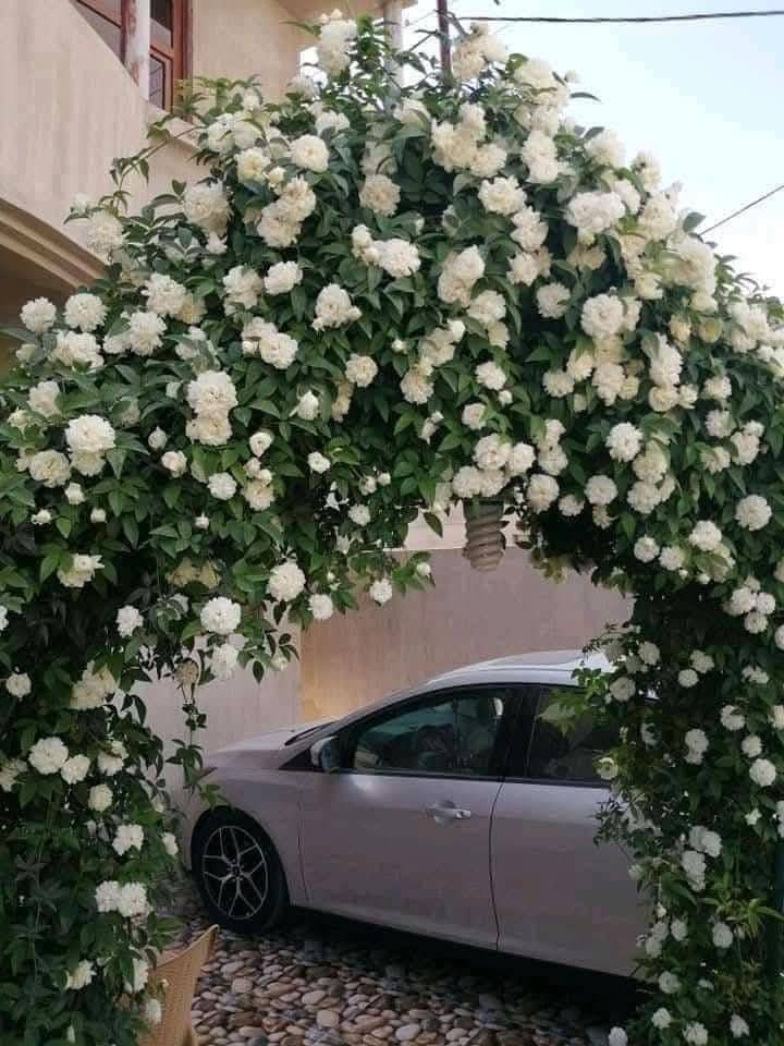 سلام عليكم توفر متسلق النسرين احجام كبيره والوان مختلفه 
عنوان الطي قرب سيطره الزنجيل جرد الملالي 
توصيل مجاني داخل التاجي والطي 
***********
