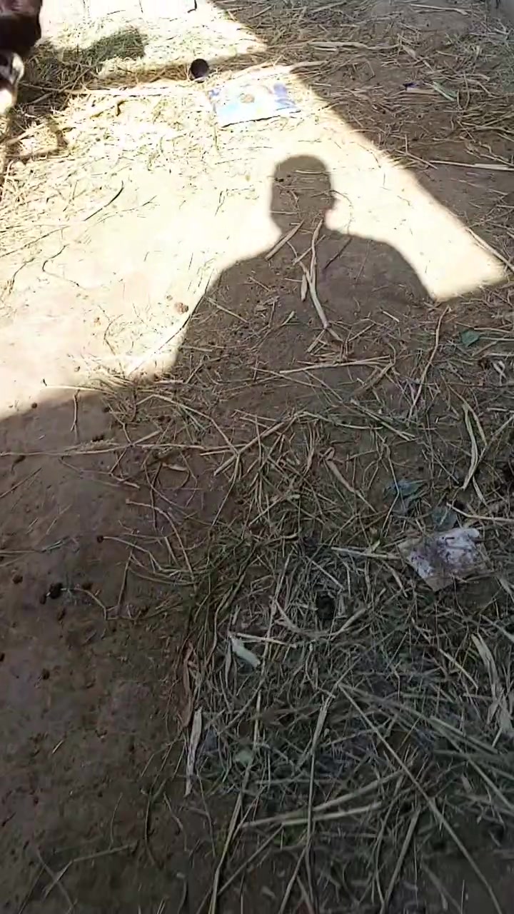 من رخصت الادمن  للبيع جدي بعده ع الحليب سمين خير من الله سعر 250 الف    واتس موجود ع الارقام     مكاني فلوجه  نهايه الشهداء  *********** اثير ***********
