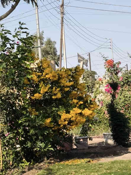 عرض لمدة اسبوع
اكاسيا جولوكا مصري ورد اصفر
حجم 2 متر ونصف الى 3 متر ..ب سعر 5000 فقط
سارع لحجز الكميه محدوده ***********
