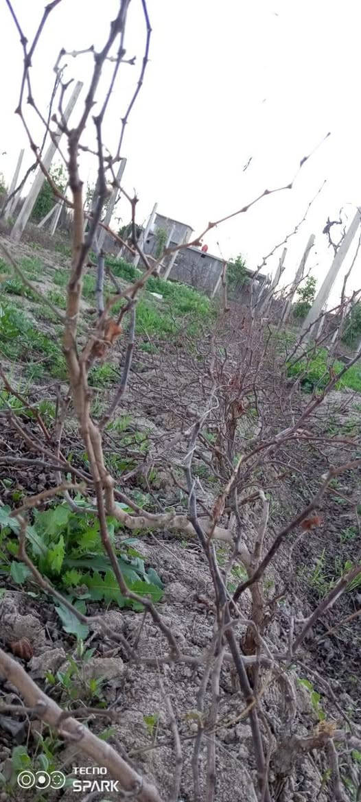 بيش عنب+اسود +زيتوني حلواني+ اتصال ‏‪***********‬‏
