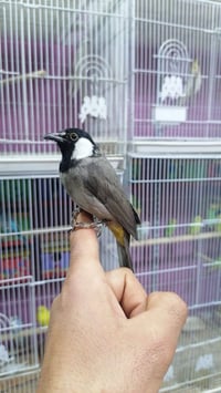 بلبل • برا القفص • الناصرية