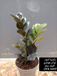 نباتات جديدة • توصيل • موصل حي السماح الثانية