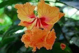 متوفر الان .... مشتل عبدالله
شجيرة معمرة كثيرة التفرع من القاعدة يصل طولها الى 2_3 امتار ، متحملة لأجوائنا الجافة والحارة ، تتميز بزهورها الكبيرة ، زهورها تبقى ٢٤ ساعة بعدها تذبل ويعمل منها شاي 
لها عدة الوان 🌼🌺🌸 أبرزها الاحمر ، إحرص على الهبسكس فهو  إضافة مهمة في كل حديقة.
 🌺🍃يحتاج اشعة الشمس المباشرة ويمكن زراعته  في اصص ووضعه قرب النافدة والري يكون بانتظام
🍃🌺يتكاثر بالعقلة 
🌺🍃يناسبه التربة الرطبة سهلة الصرف.
🍃🌺يتم تقليمه في اوخر الشتاء  ليزهر في فصلي الربيع و الصيف..متوفر  العنوان. بغداد الداوودي شارع هيل وزعفران خلف ثانوية الفضيلة واتساب ***********
٠
