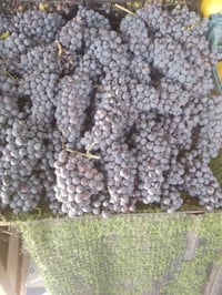 سوق • خضروات • فواكه • طماطه • رقي • بطيخ • باذنجان • بصل • خيار • بتي...