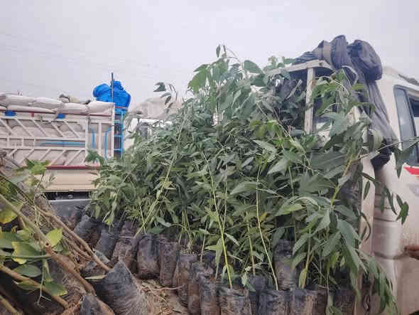 شتل حمظيات +كالبتوس للبيع الشتله ١٢٥٠يعني بألف وربع والي يريد كميه السعر يختلف المكان الشرقاط تقاطع شكراََ مقابل على حمودي حلاوه *********** ابو احمد حله
