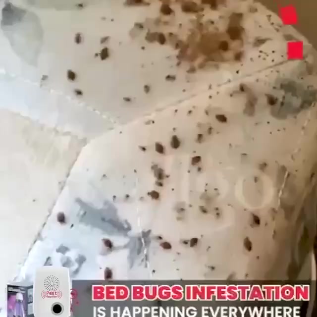 جهاز طارد الحشرات
افضل اختراع لطرد الحشرات
طارد الفئران والحشرات بالموجات فوق صوتية🐁🐀🦎🦟🕷

جهاز طارد الفئران والصراصير وكل انواع الحشرات الطائره والزاحفه 
الحل الوحيد والامن في العالم و البديل الصحيح المبيدات السامة والكيميائية
الامن والافضل لبيتك او مصنعك او مكتبك حيث يقوم الجهاز بارسال موجات 
فوق الصوتيه عالية التاثير &  تاثر مباشرتاً على العصب السمعي للحشرات
يعمل بقوة على ازعاج الفئران والصراصير ويطردهم خارج المكان المتواجد
فيه الجهاز وعلى مسافه محيطيه 150 متر مربع 🕷🦂🦟🦎🐀🐁
الجهاز امن على الانسان والحيوانات الاليفه مثل القطط والكلاب و الطيور 
وغيرها 🐈🐓🐕 🐦الجهاز مكافح كل الانواع
- الصراصير- الفئران باحجامها  - النمل - البق - الوشواشة
- العناكب الجهاز صناعه صينيه صنف اول مصدر خصيصا الى امريكا
موافق عليه من الهيئه الفدراليه الامريكيه ومعتمد في الاتحاد
الاوروبي جهاز معتمد عالمياا الحل الافضل ونهائيا

السعر العرض بدل 25 صال ب 18 الاف والتوصيل مجاني لفترة محدودة للحجز والاستفسار مراسلة الصفحة وشرط الفحص بوجود المندوب أي اختلاف بي يترجع وتدللون 
🚘 يوجد خدمة توصيل لجميع محافظات العراق   🚘


**إذا كنت صاحب هذا الإعلان وتريد حذفه لأي سبب، رجاءا أرسل رسالة إلى الدعم الفني**