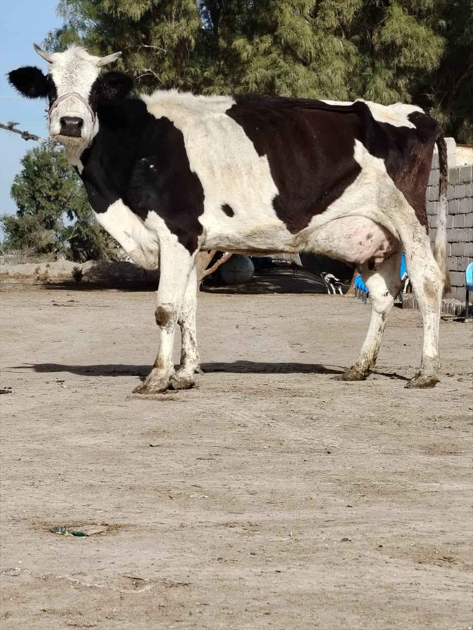 وين جنايه دابه سمتال ام2بطن وراها بجر وتحلب وكتين 15كيلو وامينه كلش مال بيت وانطي 10 ايام شروط جني ومناسبه كلش #لسعر2450 مكان بابل شوملي ***********/////*********** لاثير بي واتسااب
