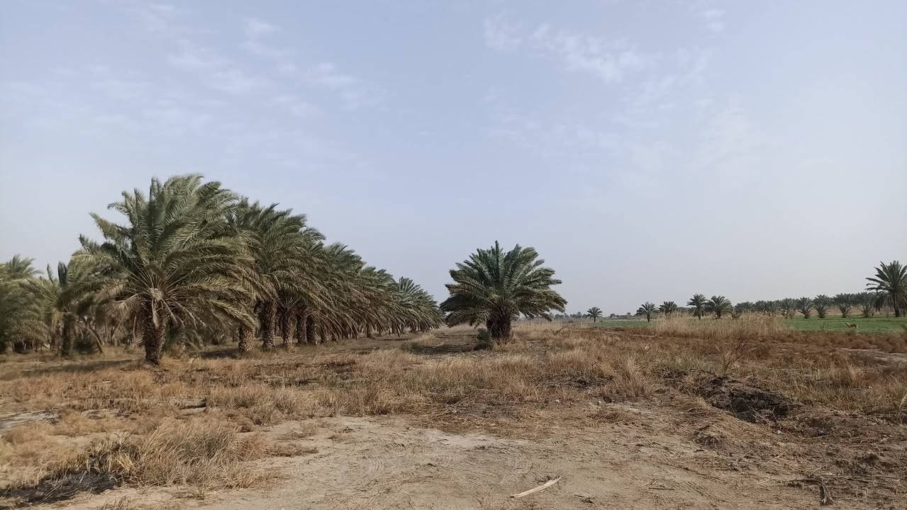 طريق ديوانيه دغارة الحولي 19 دونم للبيع كاملات وليس تقطيع ***********
