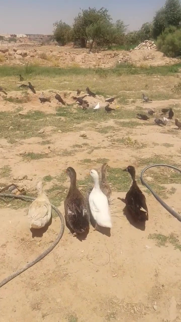 السلام عليكم متاح بط للبيع 4 انثايات وفحل شرط بياض


**إذا كنت صاحب هذا الإعلان وتريد حذفه لأي سبب، رجاءا أرسل رسالة إلى الدعم الفني**