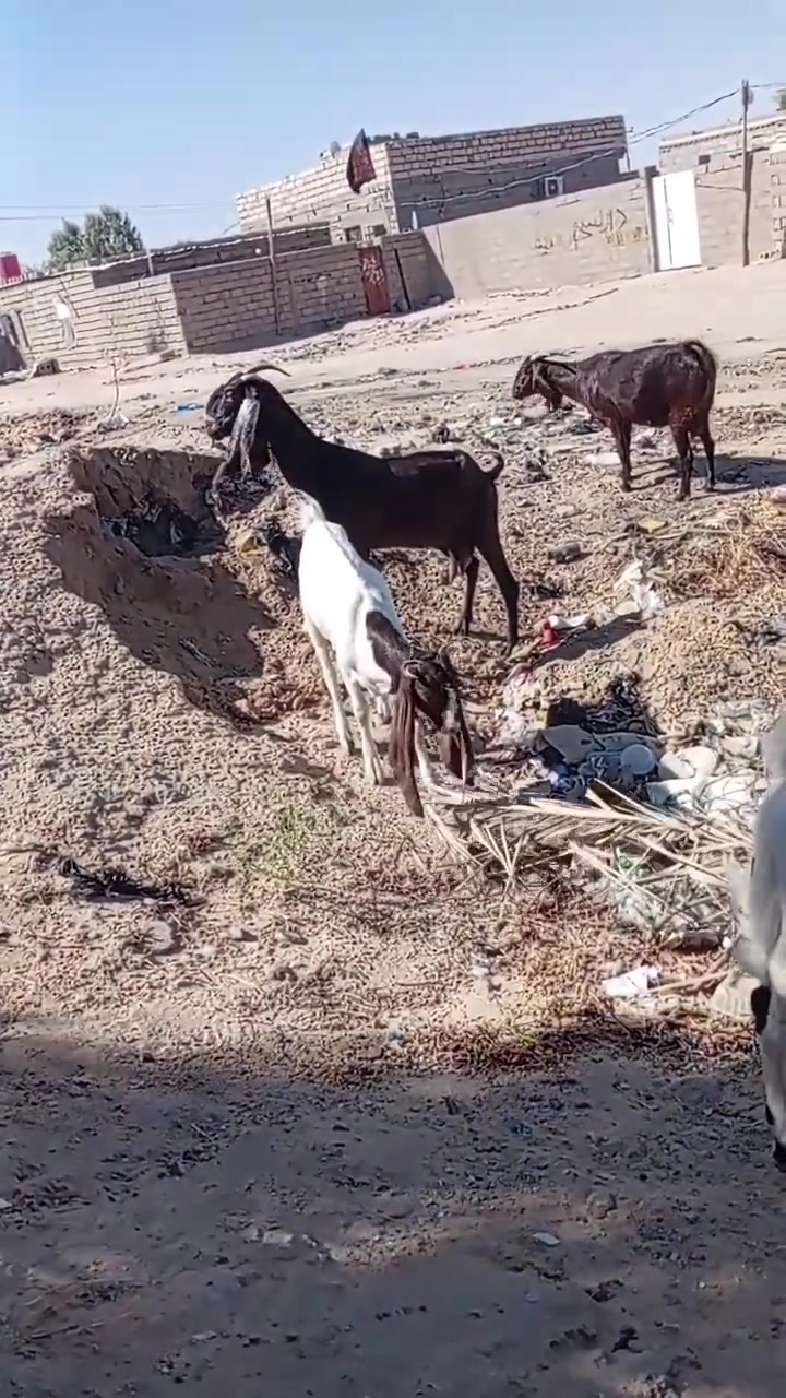 صخله ضروبه أفغاني وراه ذكوره ٢ وحلويات وسمان وامهن ماخذ العنوان خور الزبير


**إذا كنت صاحب هذا الإعلان وتريد حذفه لأي سبب، رجاءا أرسل رسالة إلى الدعم الفني**