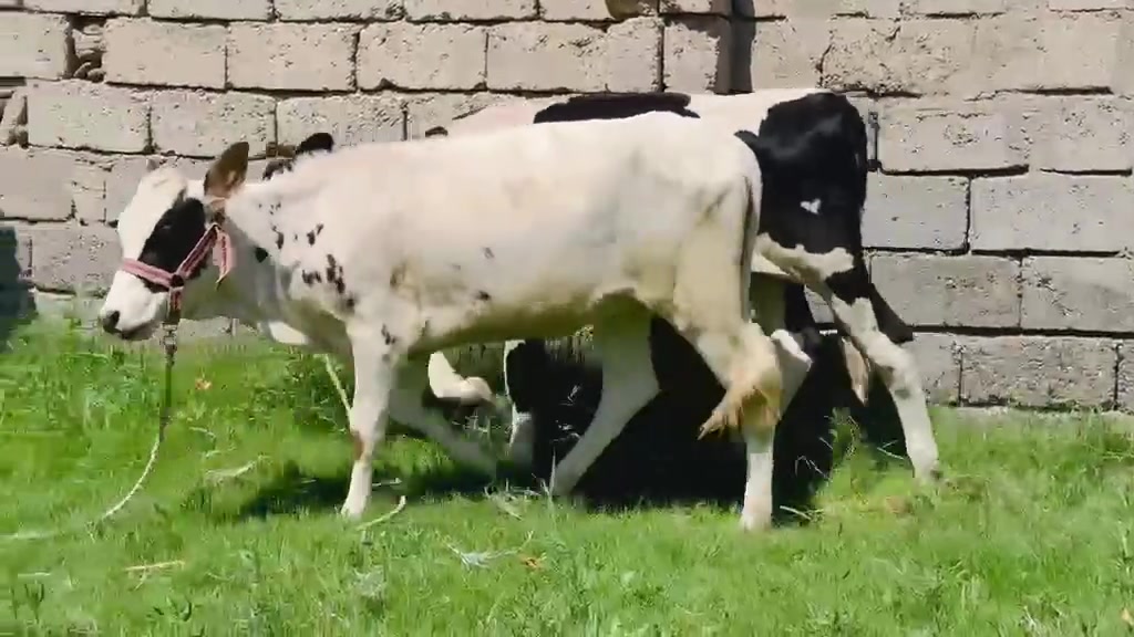 السلام عليكم 
جوز اباجير جنس فول
واحده فريزيه رقم واحد 
واحده فرنسيه رقم واحد 
مال جنيه مال ربط شرط 
شرط اجل وشرب ونصاحه 
م. صلاح الدين. الشرقاط. الخضرانيه 
يوجد توصيل 
***********
