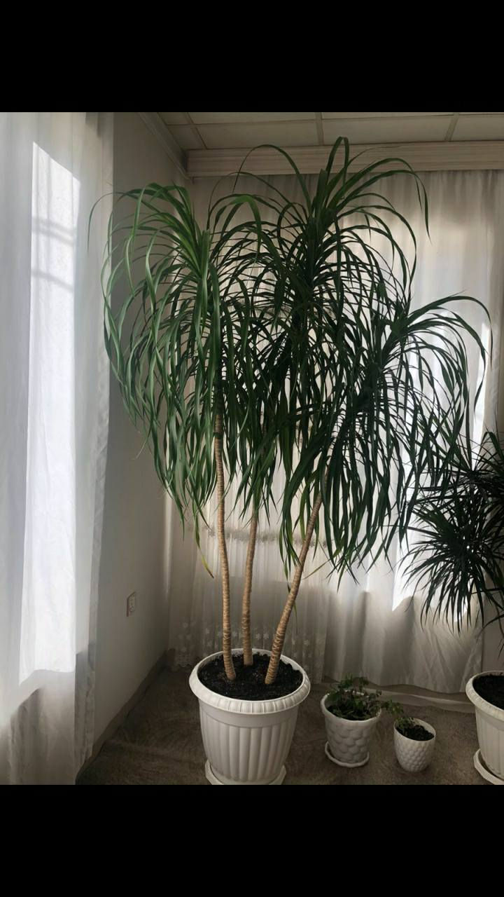 Dareki zor jwan bo froshtan har kasek byawet paywandy bkat bam zhmarya*********** السليمانية, العراق
