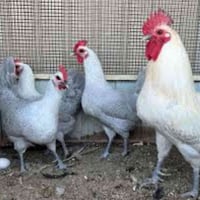 خمس بيضات • فيومي ملقح • ١٠٠ من ١٠٠