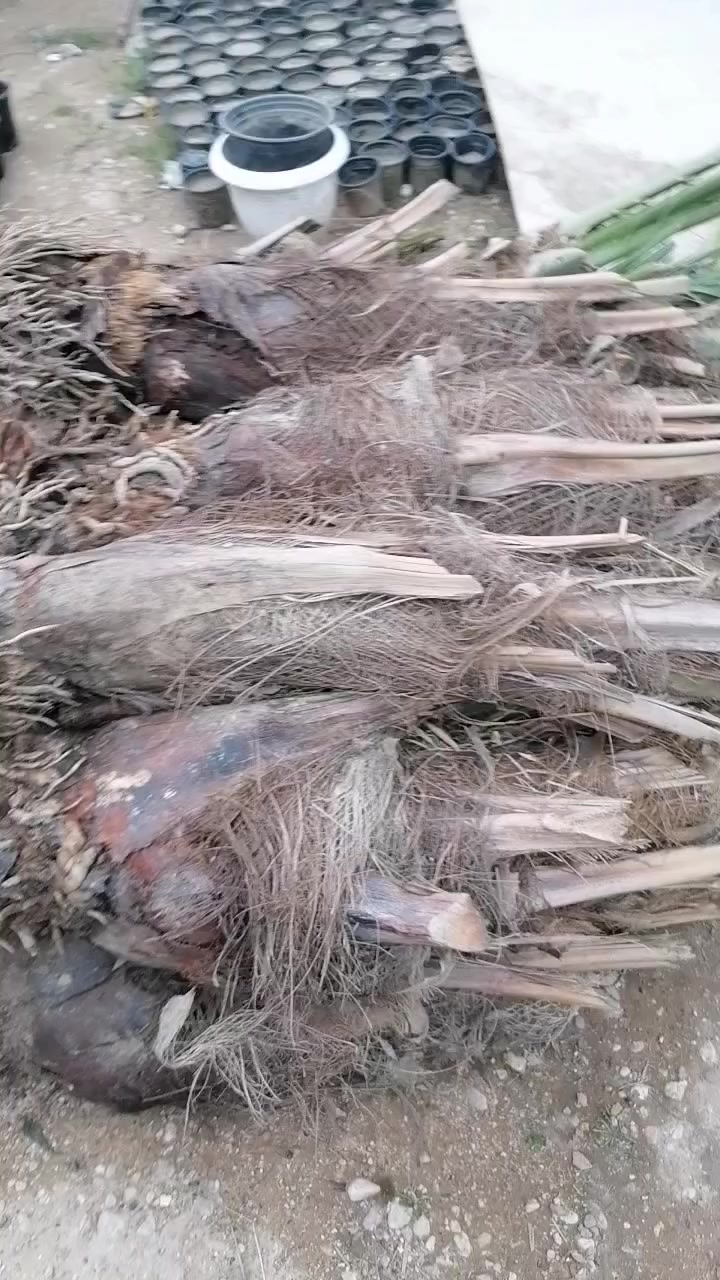 بفضل الله يتوفر فسائل نخيل (بربن ،خيار ،زاهدي)
#مشتل_السراي

سوك حديثة (بالفرع المقابل صيرفة الاصدقاء ، مقابل كوفي سراج)

 - يتوفر توصيل لجميع مناطق العراق


**إذا كنت صاحب هذا الإعلان وتريد حذفه لأي سبب، رجاءا أرسل رسالة إلى الدعم الفني**