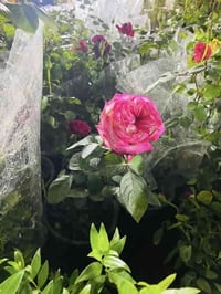 تواصل واتساب 07830445004