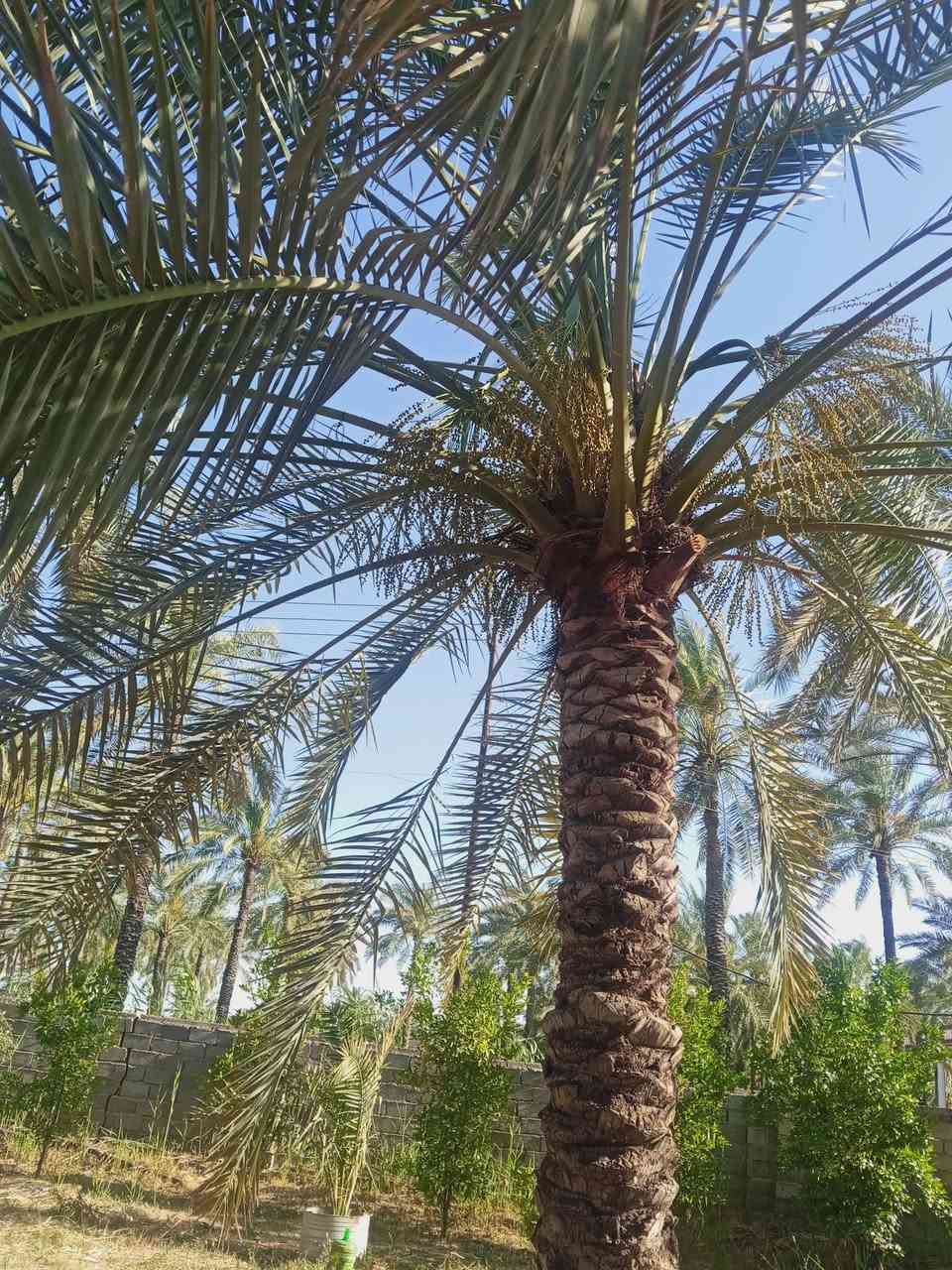 تركيس نخل جبراز برحي تبرزل كادر موجود واي ستفسار ***********
‏‪***********‬‏

