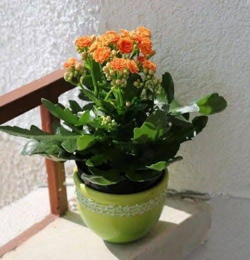 نبات كلانشو
نبات عصاري؛ لذلك يطلق عليه البعض اسم (صبار كلانشو)، مزهر وأزهاره طويلة العمر، وتأخذ ألواناً عدة من الأحمر والأصفر والبرتقالي والأرجواني

الكلانشو من النباتات التي تتحمل العطش والحرارة، وكون النبات مزهر فهو يحتاج لإضاءة قوية بعيدة عن أشعة الشمس المباشرة وتروى عندما تجف تربتها، ما يميز الكلانشو هو طول فترة الازهار.

يتحمل نبات الكلانشو تقلبات الحرارة المختلفة

السعر  7 الف  حجم كبير 
مشتل المصطفى  

للحجز عن طريق الخاص او على الارقام التالية عن طريق الواتس اب ....... 
   ... ***********
